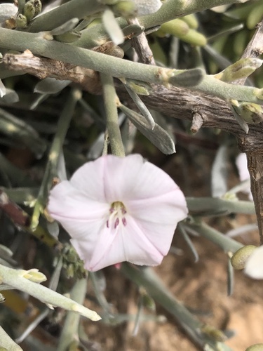 Convolvulus caput-medusae image