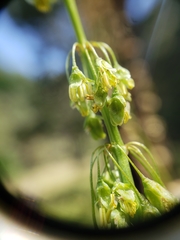 Rumex orthoneurus