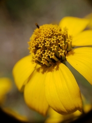 Heliopsis parvifolia