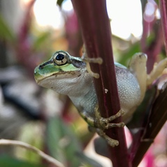 Hyla japonica