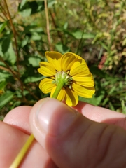 Heliopsis parvifolia