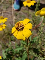 Heliopsis parvifolia