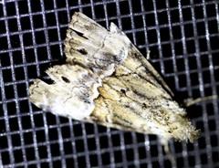 Alophosoma emmelopis