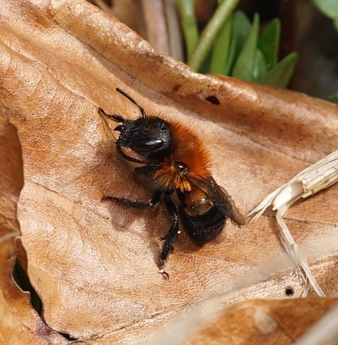 Fringe Horned Mason Bee