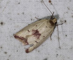 Ageletha elaeodes