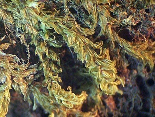 Callicostella
