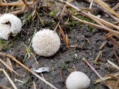 Lycoperdon pulcherrimum