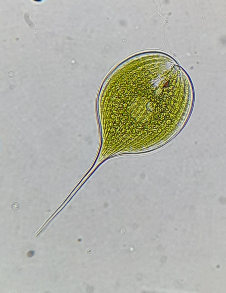 Phacus longicauda (protozoans of the USA) · iNaturalist