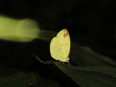 Eurema andersoni