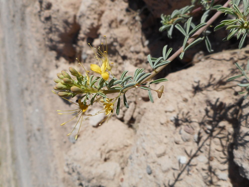 Cleomella perennis