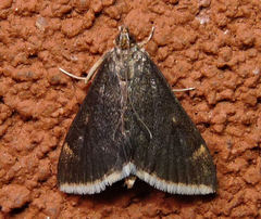 Pyrausta niveicilialis