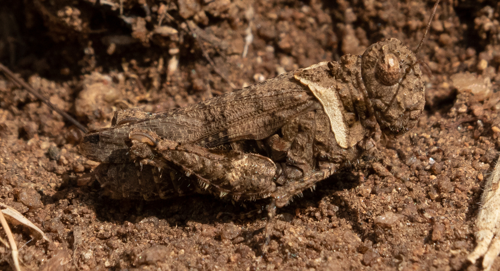 Tmetonota rugosa