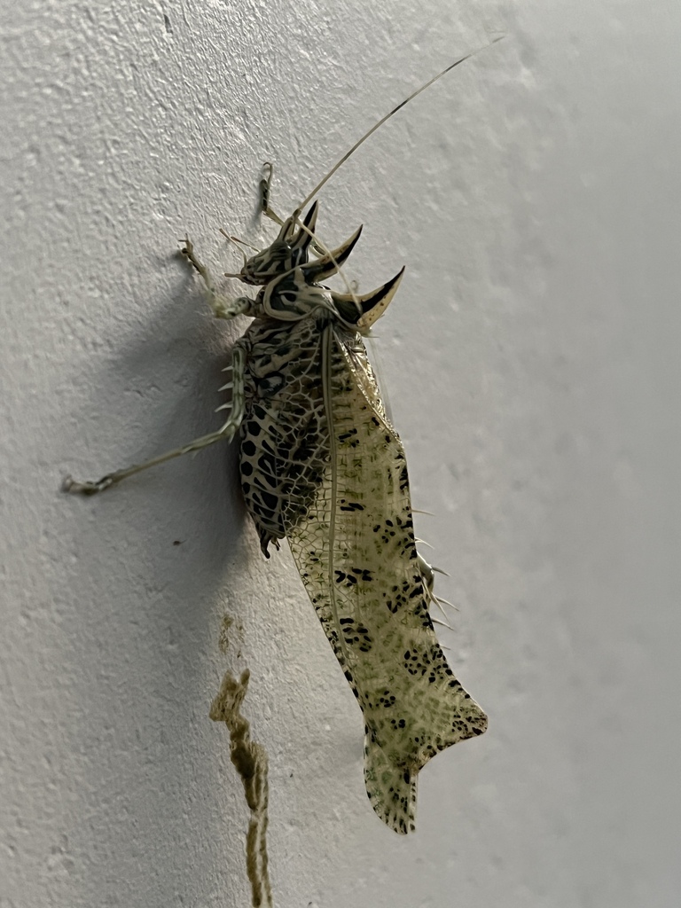 Markia from Coto Brus, Puntarenas, CR on March 26, 2023 at 05:23 AM by ...