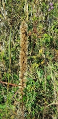 Liatris spicata