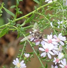 Eristalis dimidiata