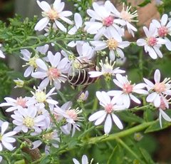 Eristalis dimidiata