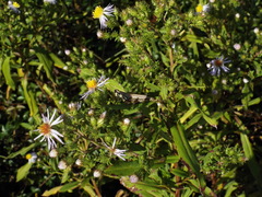 Paroxya atlantica