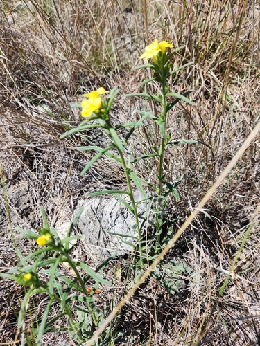Image of Lithospermum mirabile by (c) Jo Roberts, some rights reserved (CC BY)