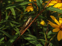 Paroxya atlantica