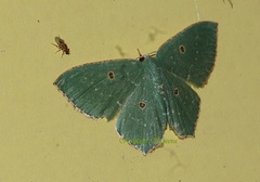 Cyclothea disjuncta