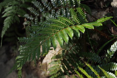 Polystichum polyblepharum