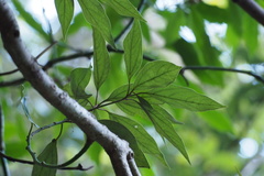 Neolitsea sericea