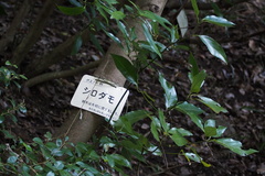 Neolitsea sericea
