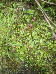 Asterella australis
