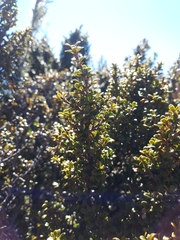 Coprosma pseudocuneata