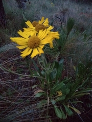 Hymenoxys integrifolia