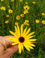 Helianthus heterophyllus