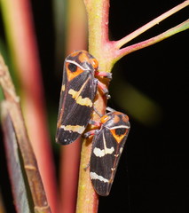 Eurymeloides pulchra