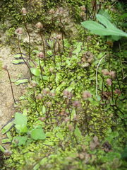 Asterella australis