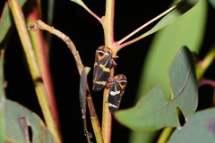 Eurymeloides pulchra