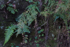 Onychium japonicum
