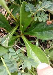 Helianthus heterophyllus