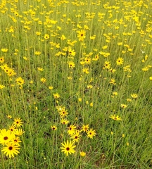 Helianthus heterophyllus