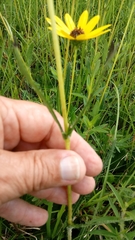 Helianthus heterophyllus