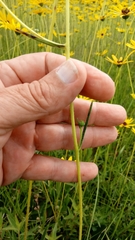 Helianthus heterophyllus