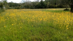 Helianthus heterophyllus