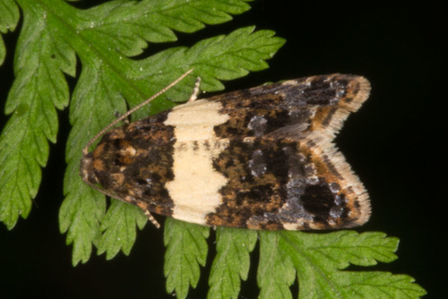 White-barred Tortrix