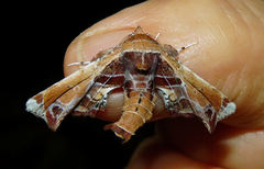 Eutelia pulcherrimus