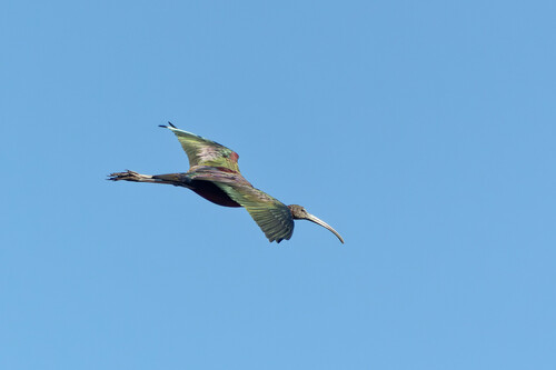 Morito común (Plegadis falcinellus)