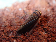 Idiodonus kennicotti