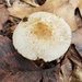 Cystoagaricus silvestris - Photo (c) Stephen Russell, alguns direitos reservados (CC BY-NC), uploaded by Stephen Russell
