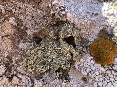Lecanora phryganitis image