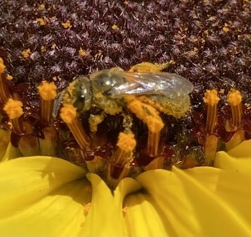 iNaturalist observation photo of Metallic Sweat Bees