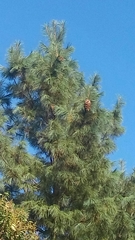 Pinus ayacahuite