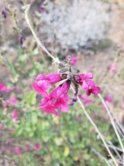 Salvia lemmonii