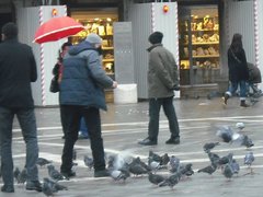 Columba livia domestica